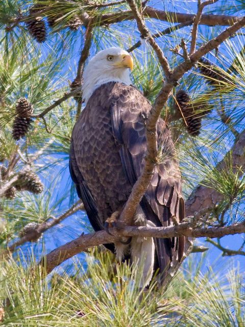 Bald Eagle